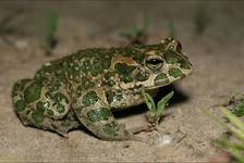 Bufo viridis - Zielony Ted