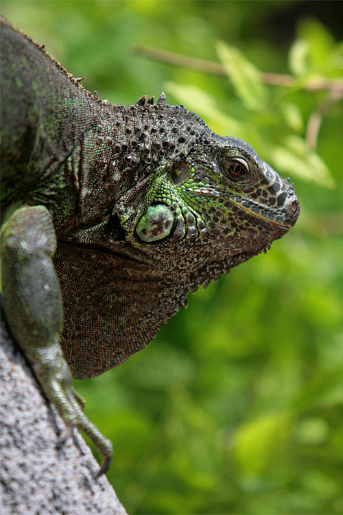 Iguana