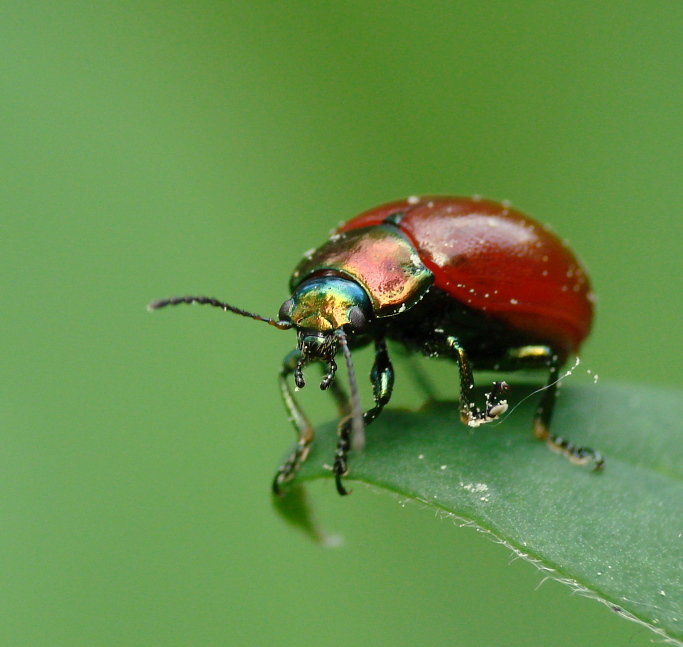 Chrysolina polita