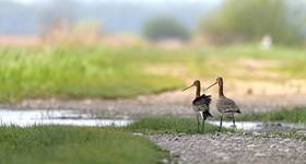 Państwo Rycykowie na spacerku  (Limosa limosa)