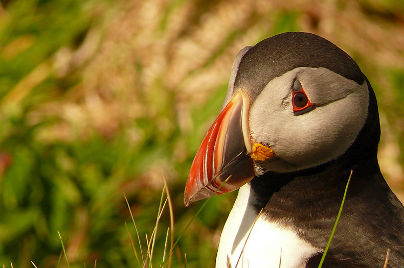 puffin