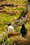 puffins