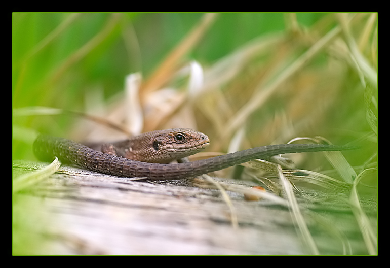 Lacerta agilis