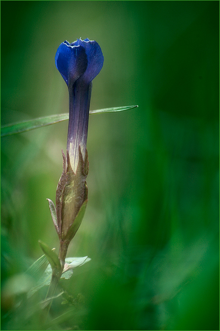 Goryczka wiosenna