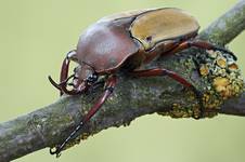 Eudicella smithi betherandi