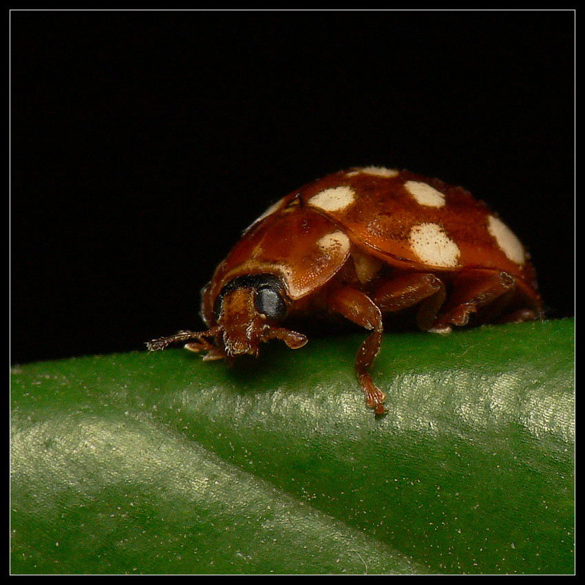 Calvia quatuordecimguttata