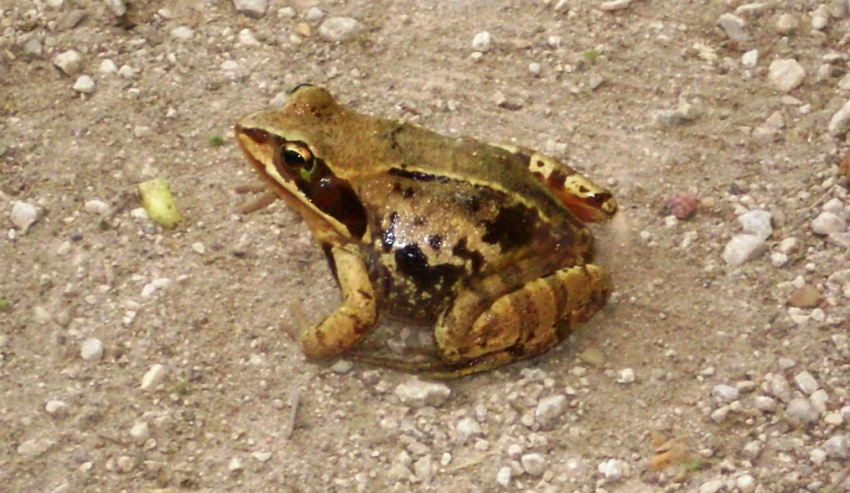 Annnulka