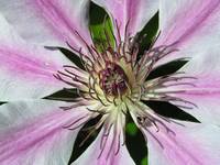 Clematis II