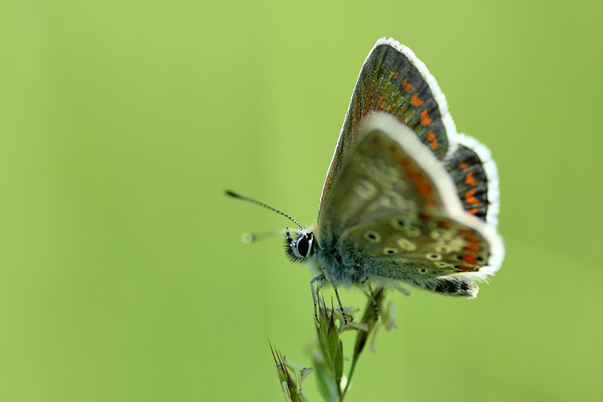 Plebejus (Aricia) agestis