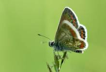 Plebejus (Aricia) agestis