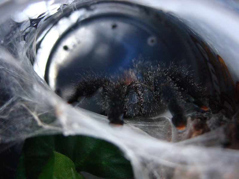 Avicularia Metallica