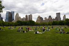 sheep meadow