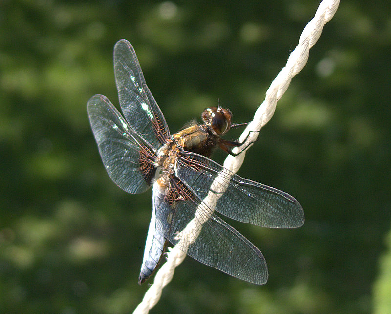 ważka