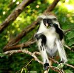 red colobus monkey