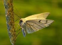 Dyblik liniaczek - Siona lineata [Piadivka žilkovaná; Bělokřídlec luční; Svartribbad vitvingemätare; Liitumittari; Vals witje; Ribbemaler; Hartheu-Spanner; Black-veined Moth ;]