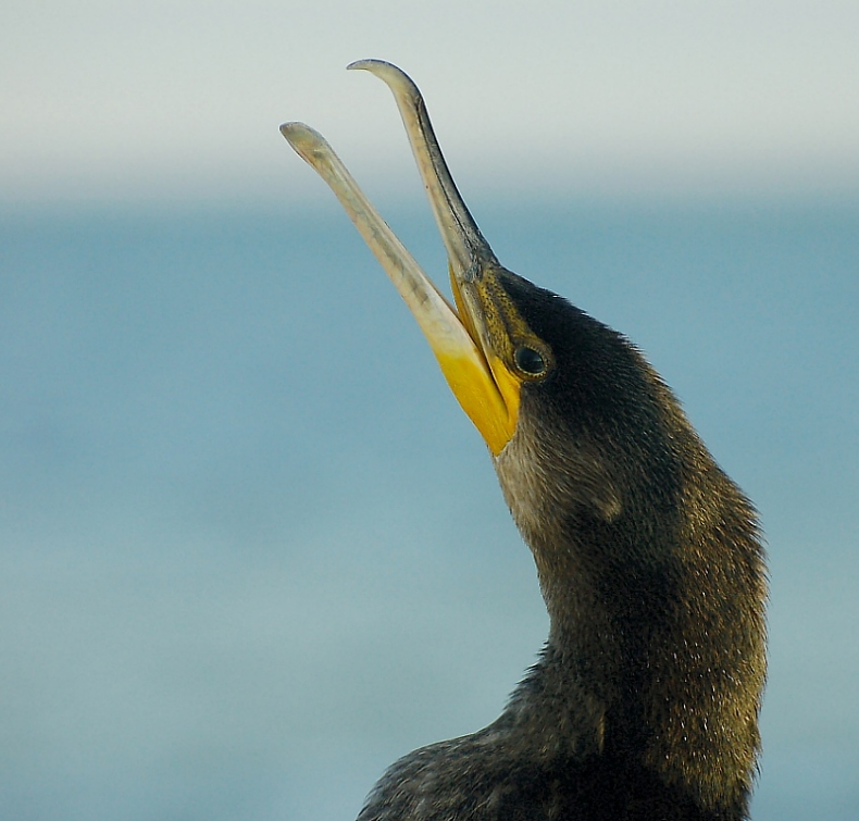 Kormoran