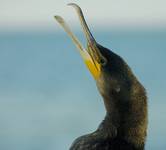 Kormoran