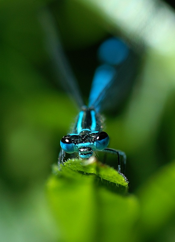 Platycnemis pennipes