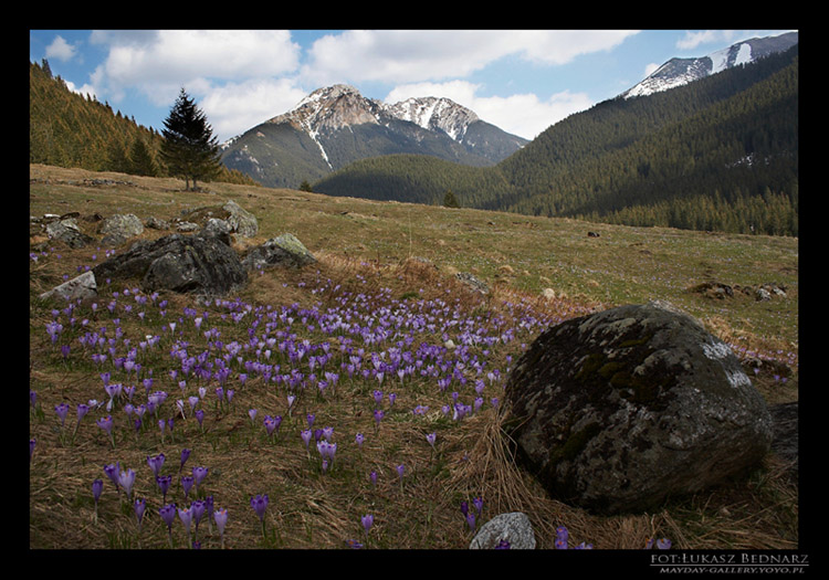 ach te krokusy, ach te tatry...