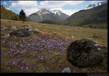 ach te krokusy, ach te tatry...