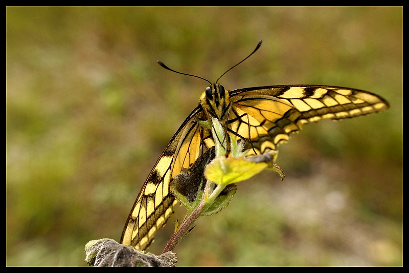 motyl