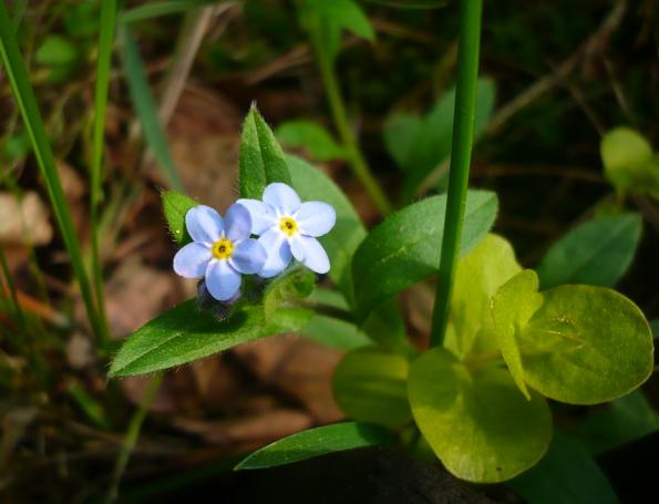 morfisiowa