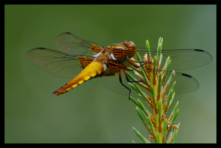 Libellula depressa