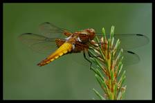 Libellula depressa