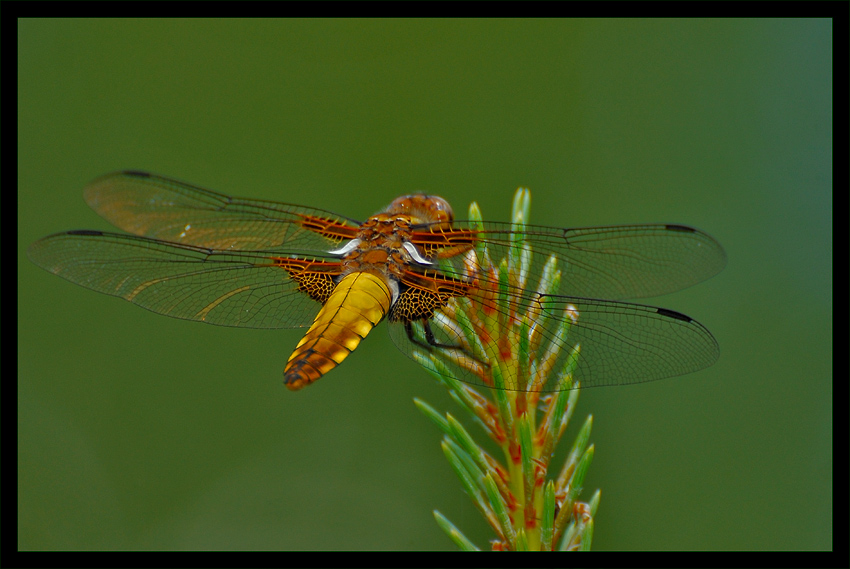 Libellula depressa