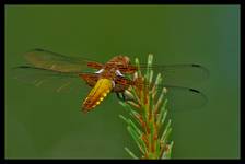 Libellula depressa