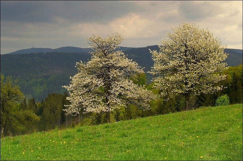 Beskid Śląski