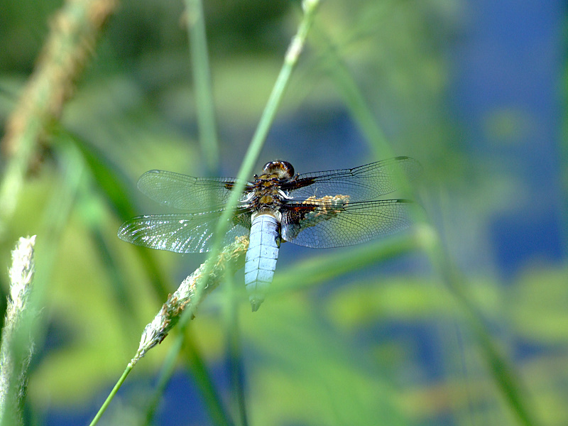 Ważka płaskobrzucha (Libellula depressa) samiec