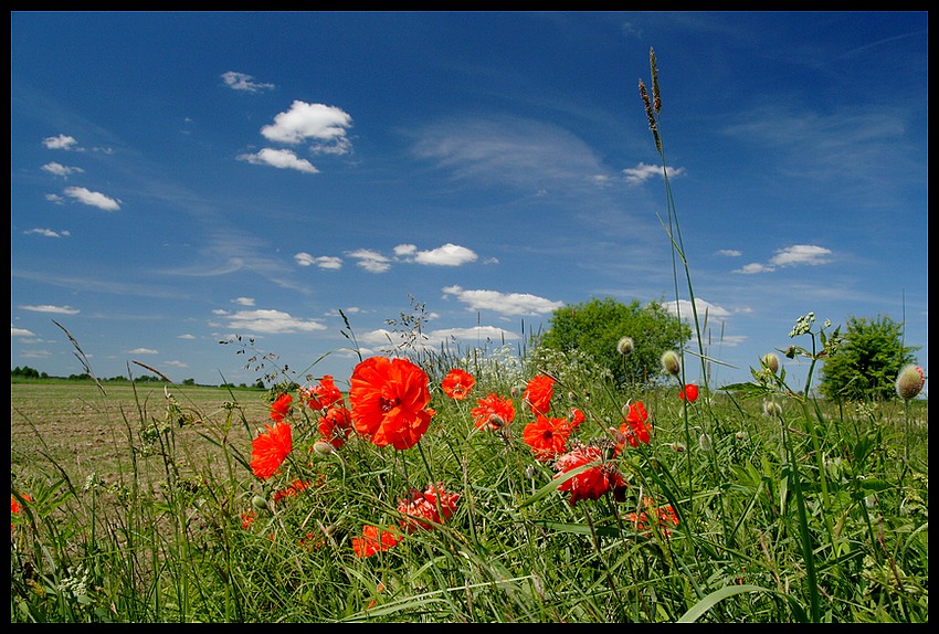 widoczek