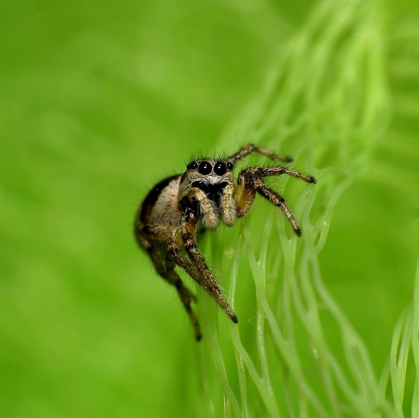 Salticus scenicus