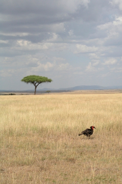 Serengeti