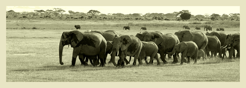 zasłoniona widokówka ze Serengeti