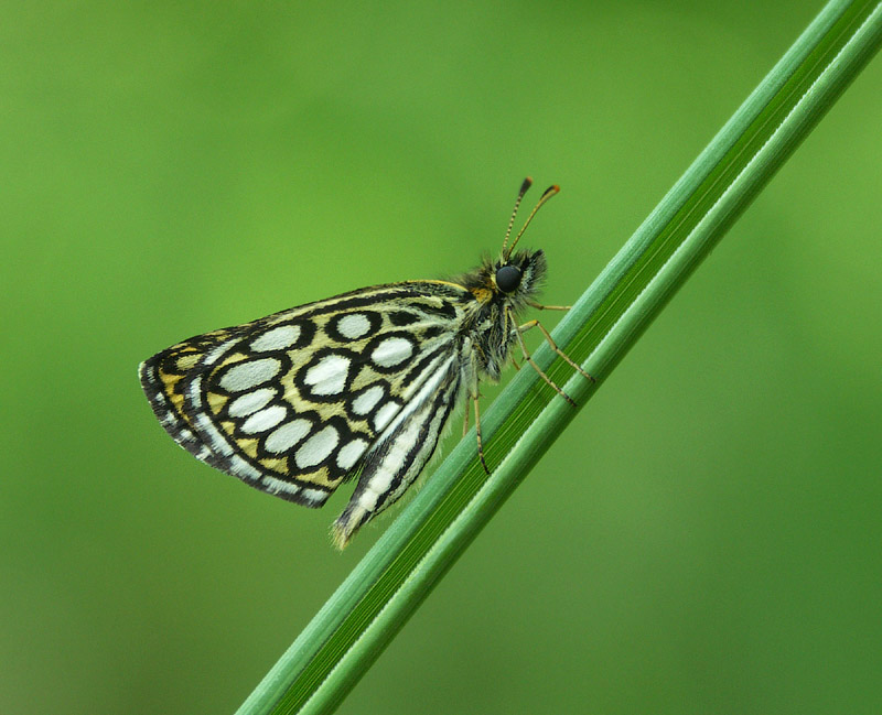 Rojnik morfeusz (Heteropterus morpheus)