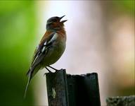 Zięba zwyczajna /Fringilla coelebs/