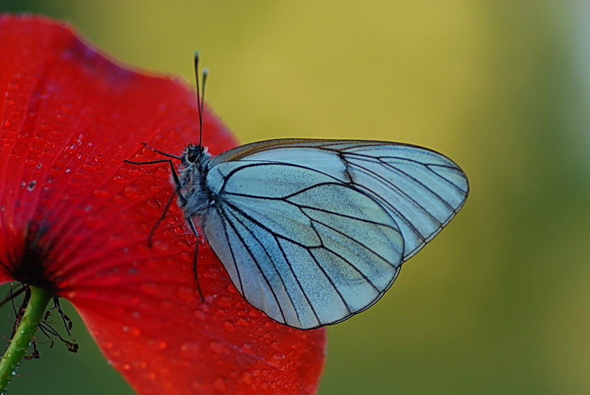 motyl