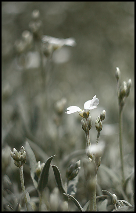 silvered green