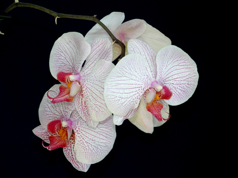 Phalenopsis