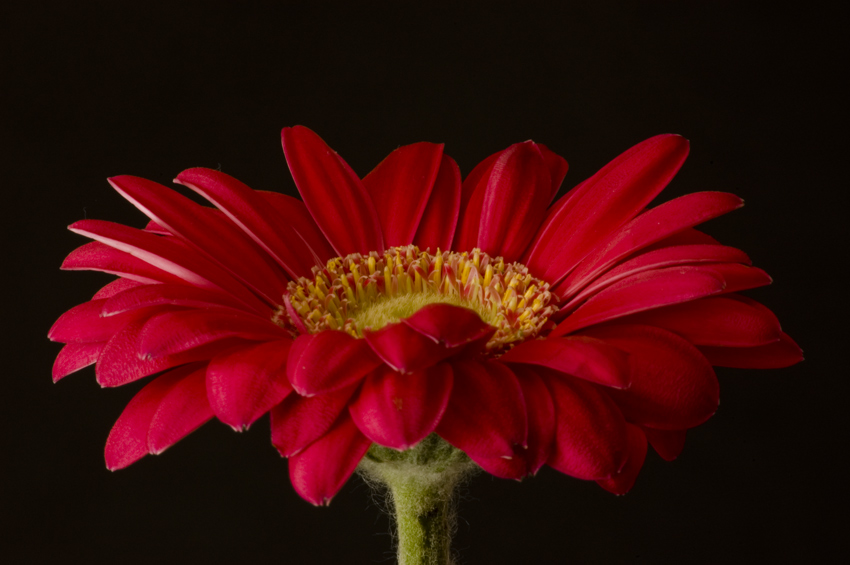 Czerwona Gerbera