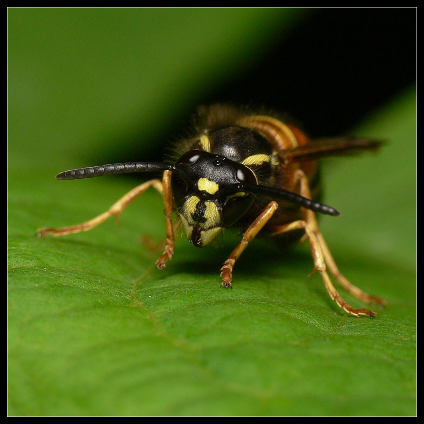 portret pszczoły