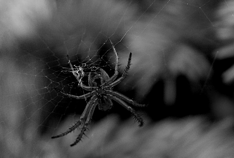 Spider