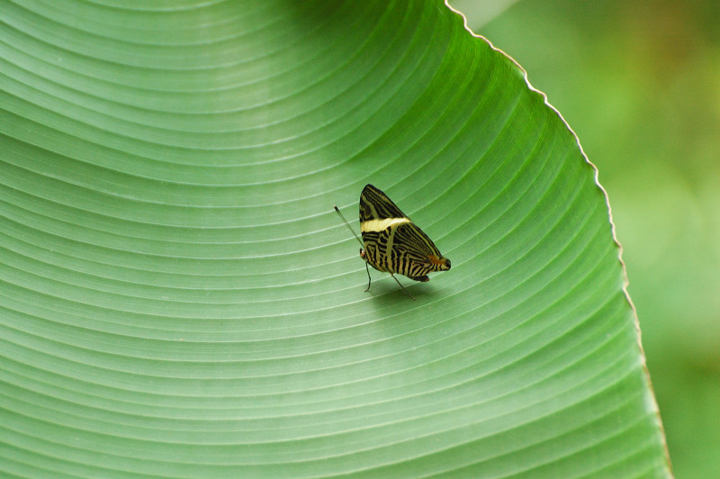 Motyl