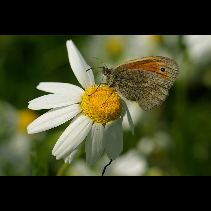 motyl