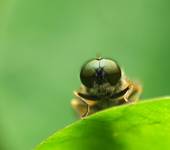 Microchrysa polita