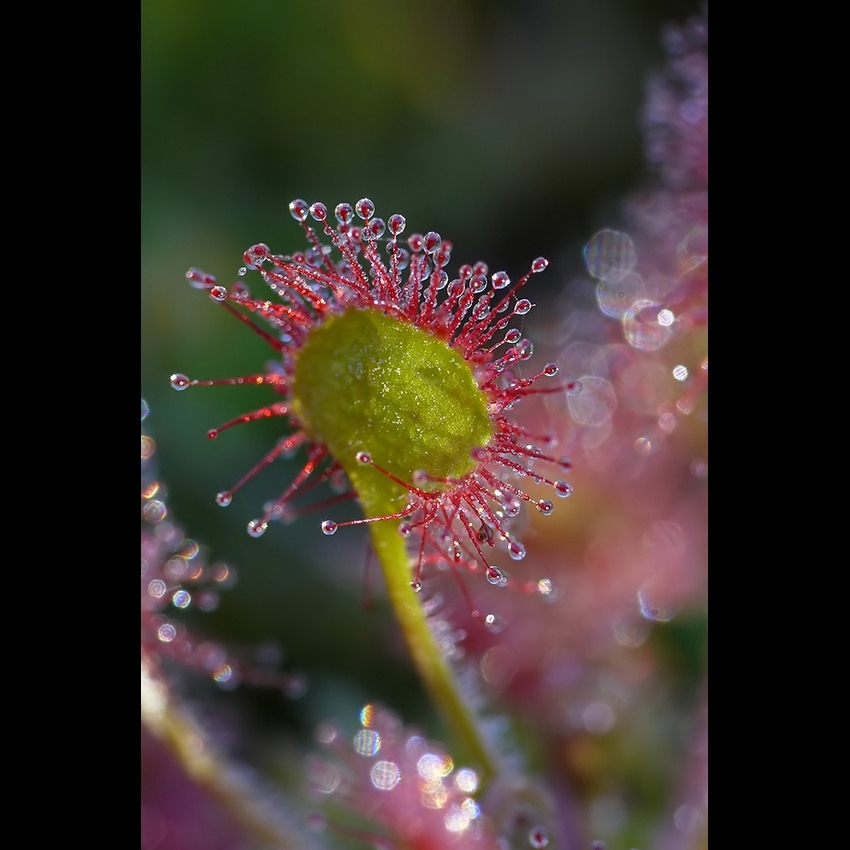 Drosera - drapieżna piękność