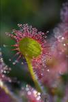 Drosera - drapieżna piękność