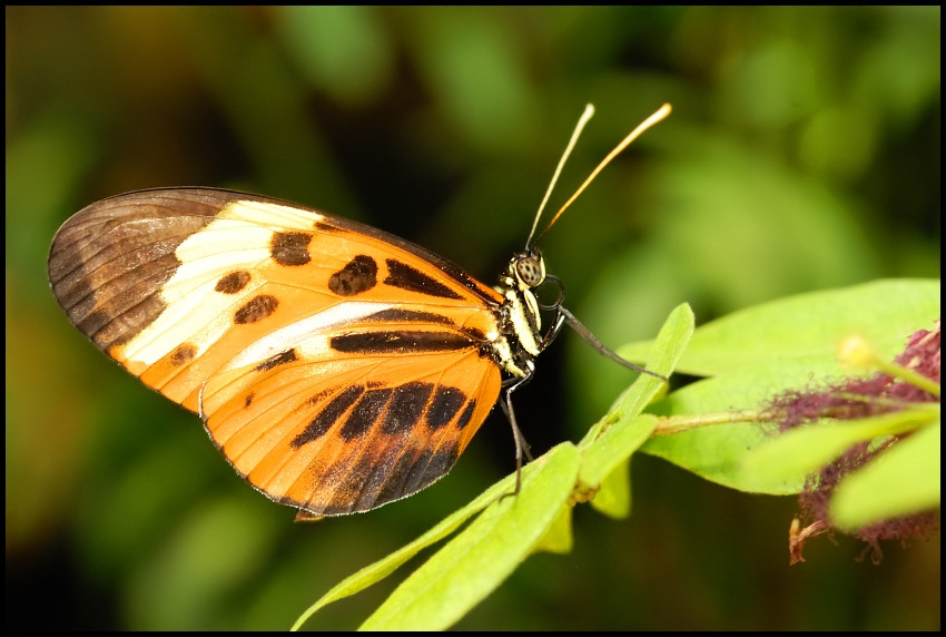 plain tiger